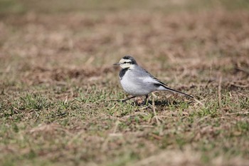 ハクセキレイ 名古屋牧野が池公園 2018年1月27日(土)