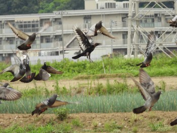 ハシボソガラス 江戸川　里見公園付近 2022年8月20日(土)