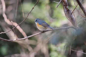 2018年1月27日(土) 名古屋牧野が池公園の野鳥観察記録