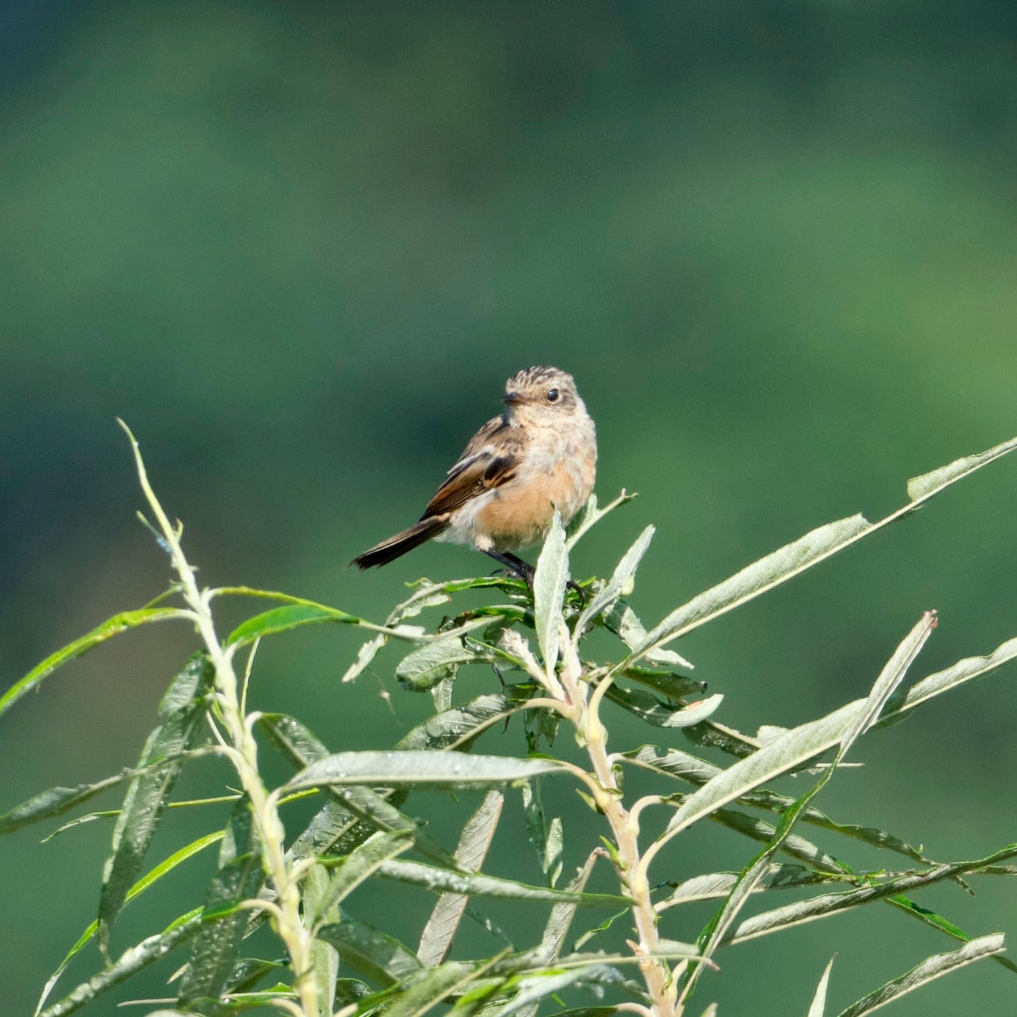 Photo of Amur Stonechat at 茨戸川緑地 by haha.9535