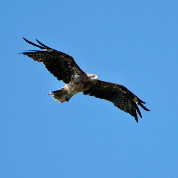 Black Kite 茨戸川緑地 Sun, 8/21/2022