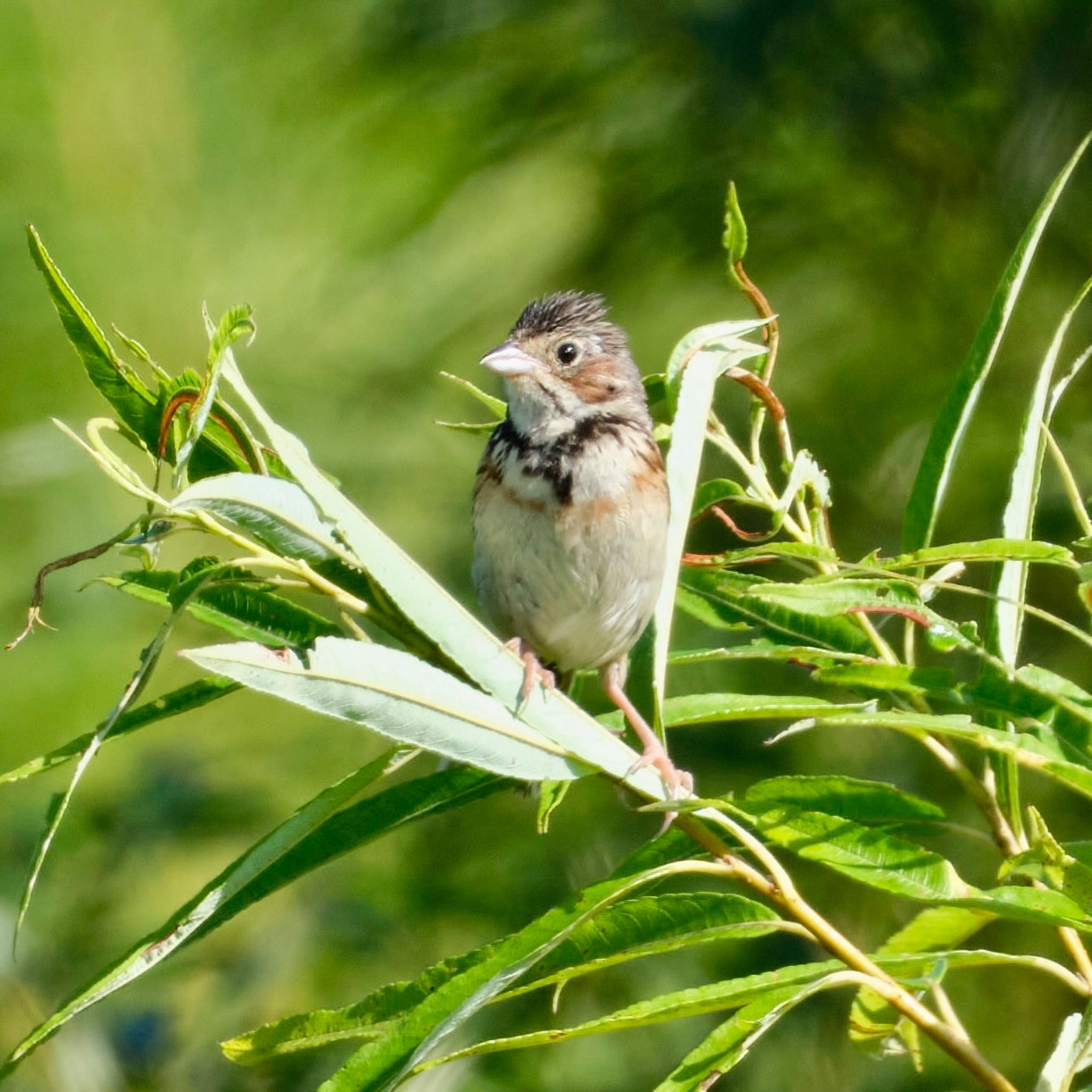 Photo of Chestnut-eared Bunting at 茨戸川緑地 by haha.9535