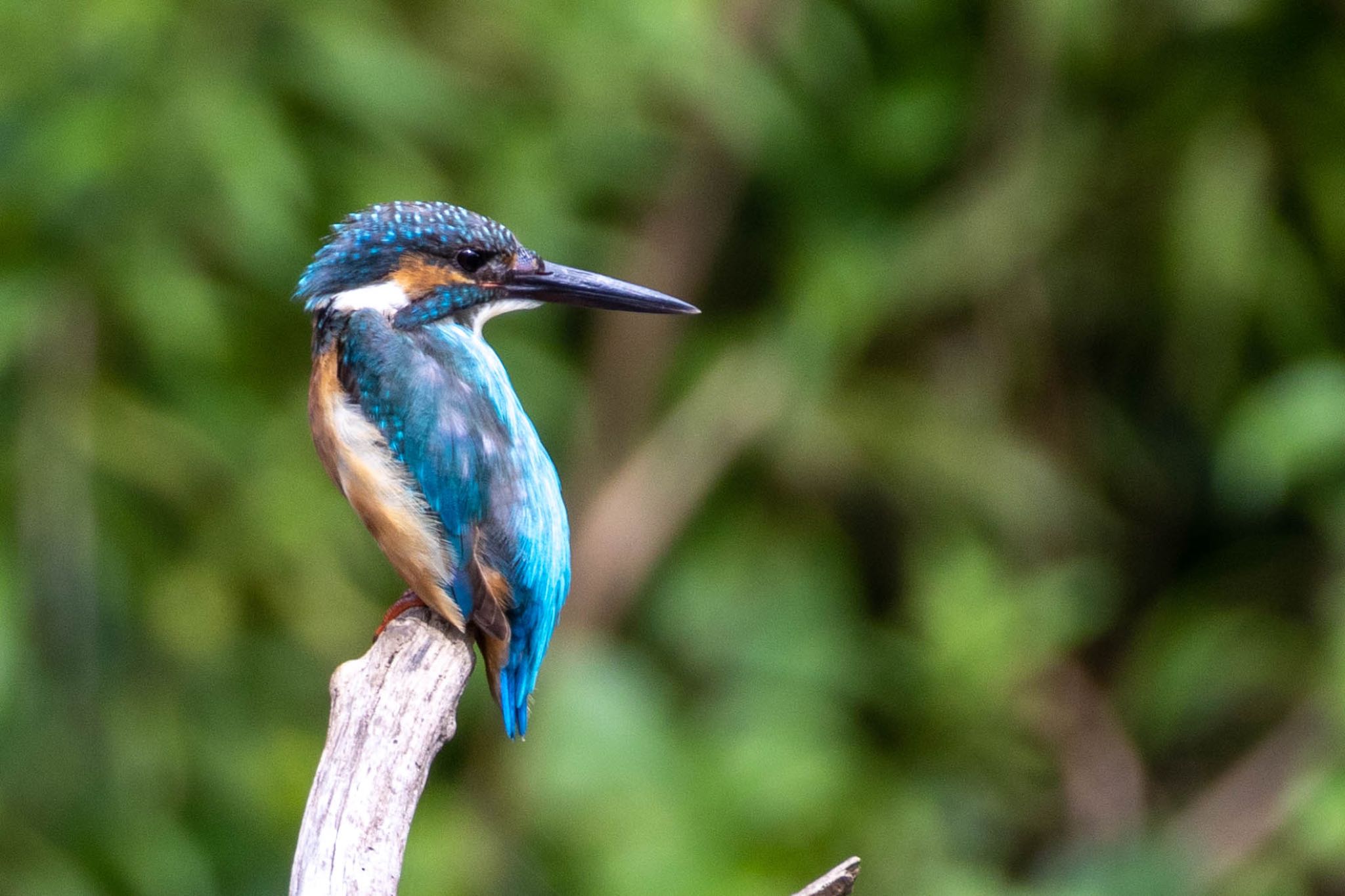 Photo of Common Kingfisher at  by 🐦Toshi🐧