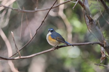 未同定 名古屋牧野が池公園 2018年1月27日(土)