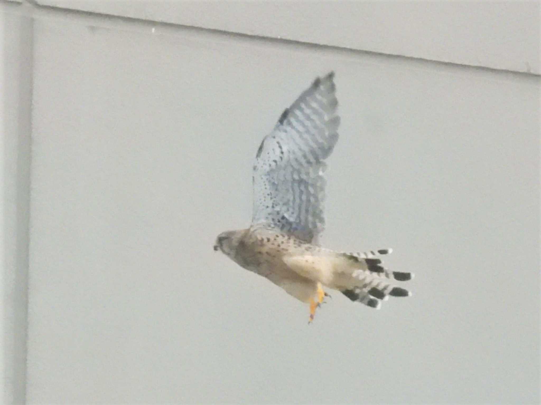 Common Kestrel