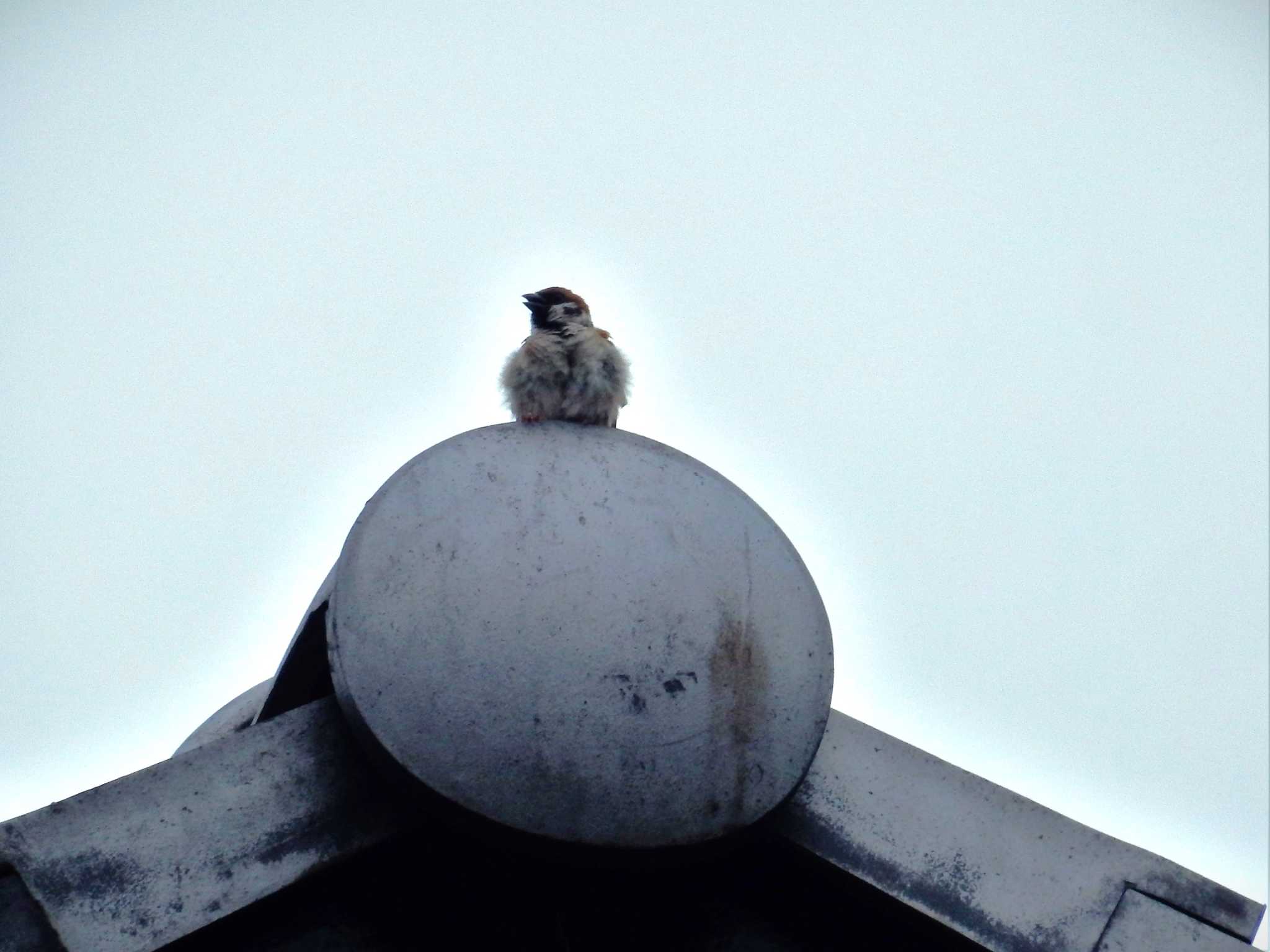 屋根瓦の上のスズメ