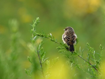 Amur Stonechat 八島湿原(八島ヶ原湿原) Mon, 8/15/2022