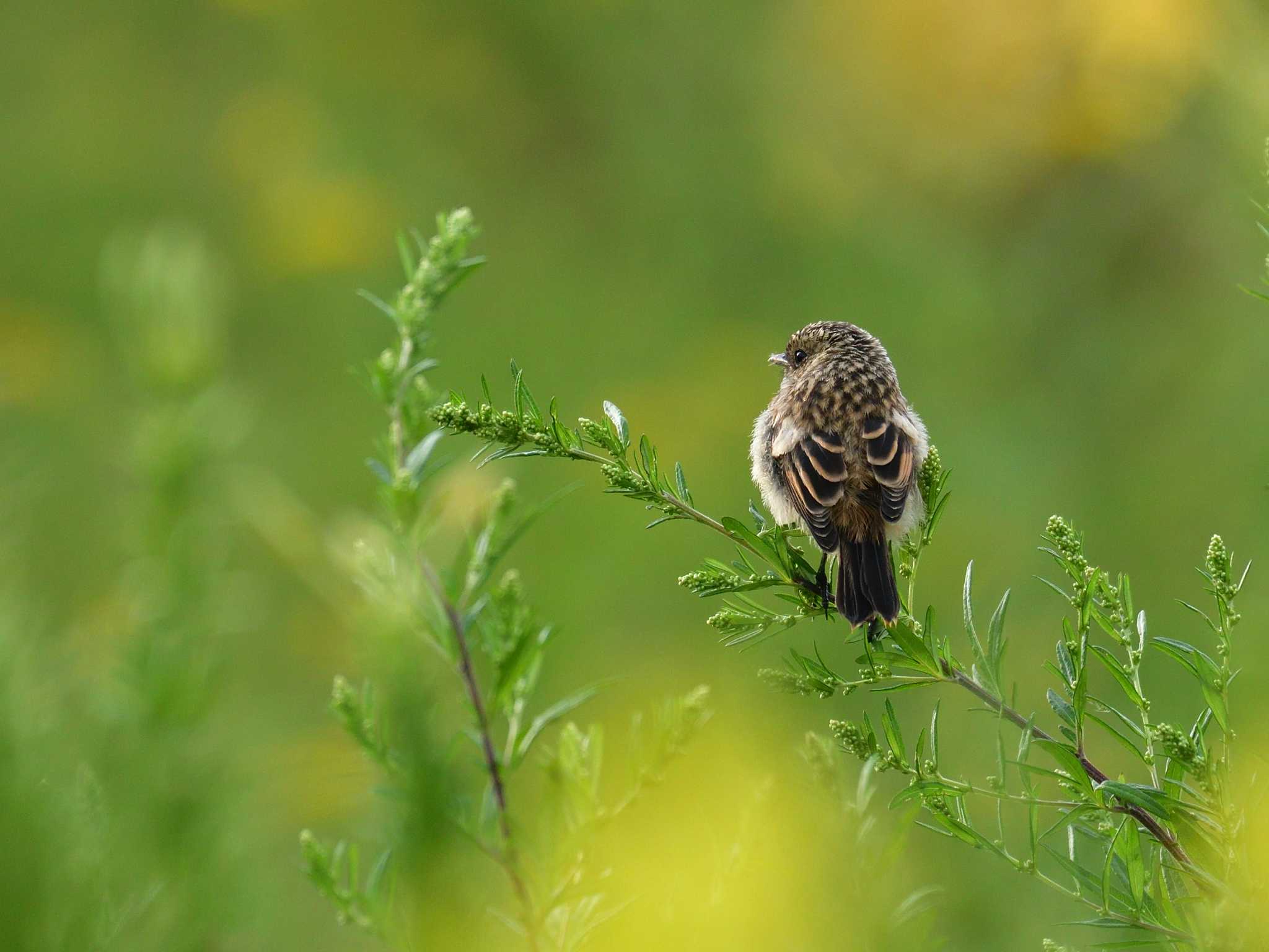 Photo of Amur Stonechat at 八島湿原(八島ヶ原湿原) by 80%以上は覚えてないかも