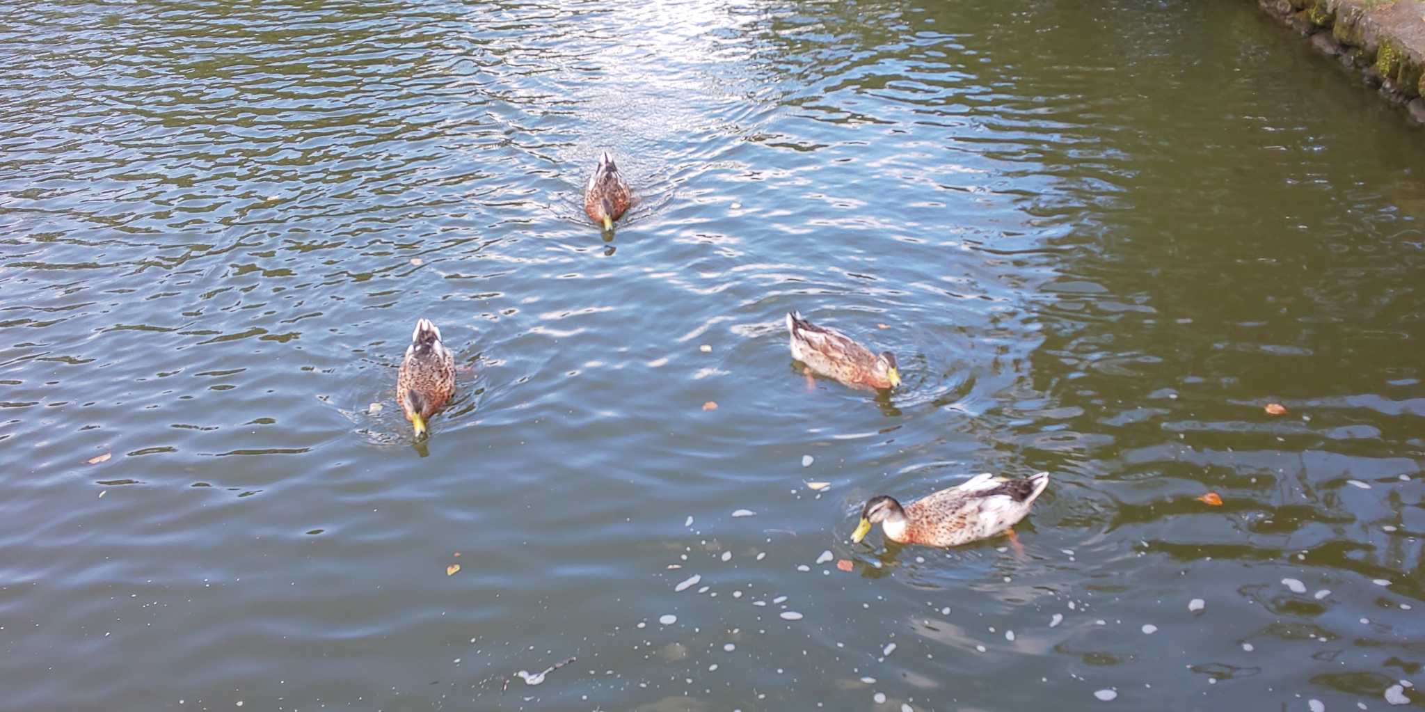 塩沢湖 マガモの写真