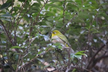 Warbling White-eye Unknown Spots Sat, 1/27/2018