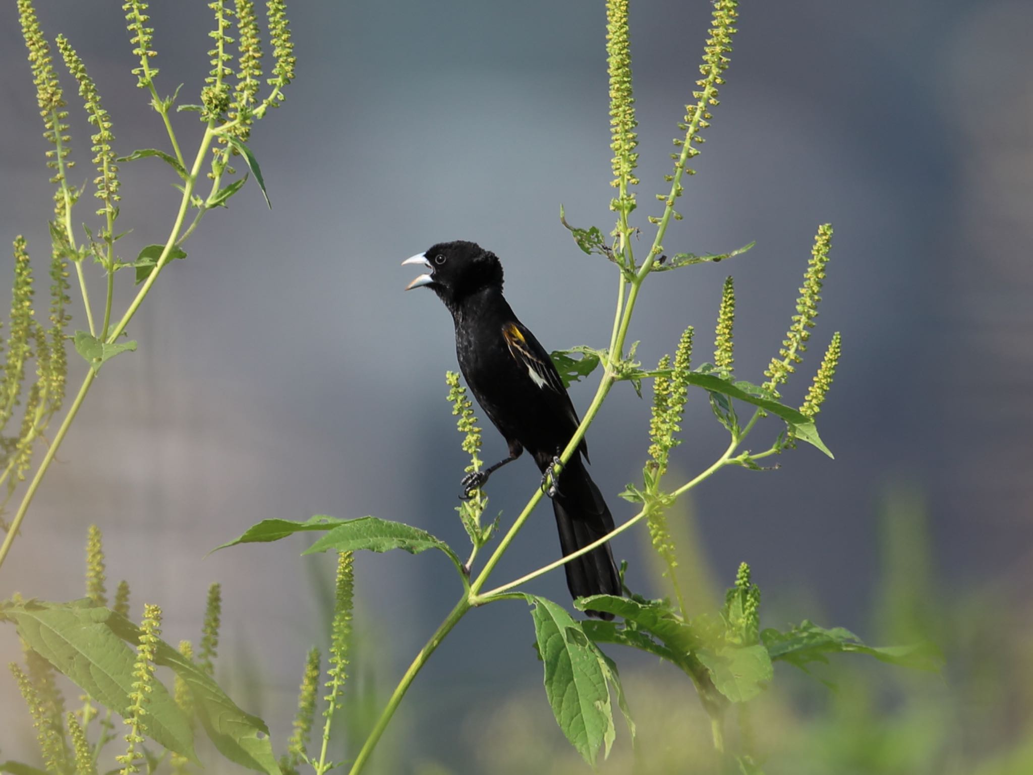 東京都板橋区在庫から キガタホウオウの写真