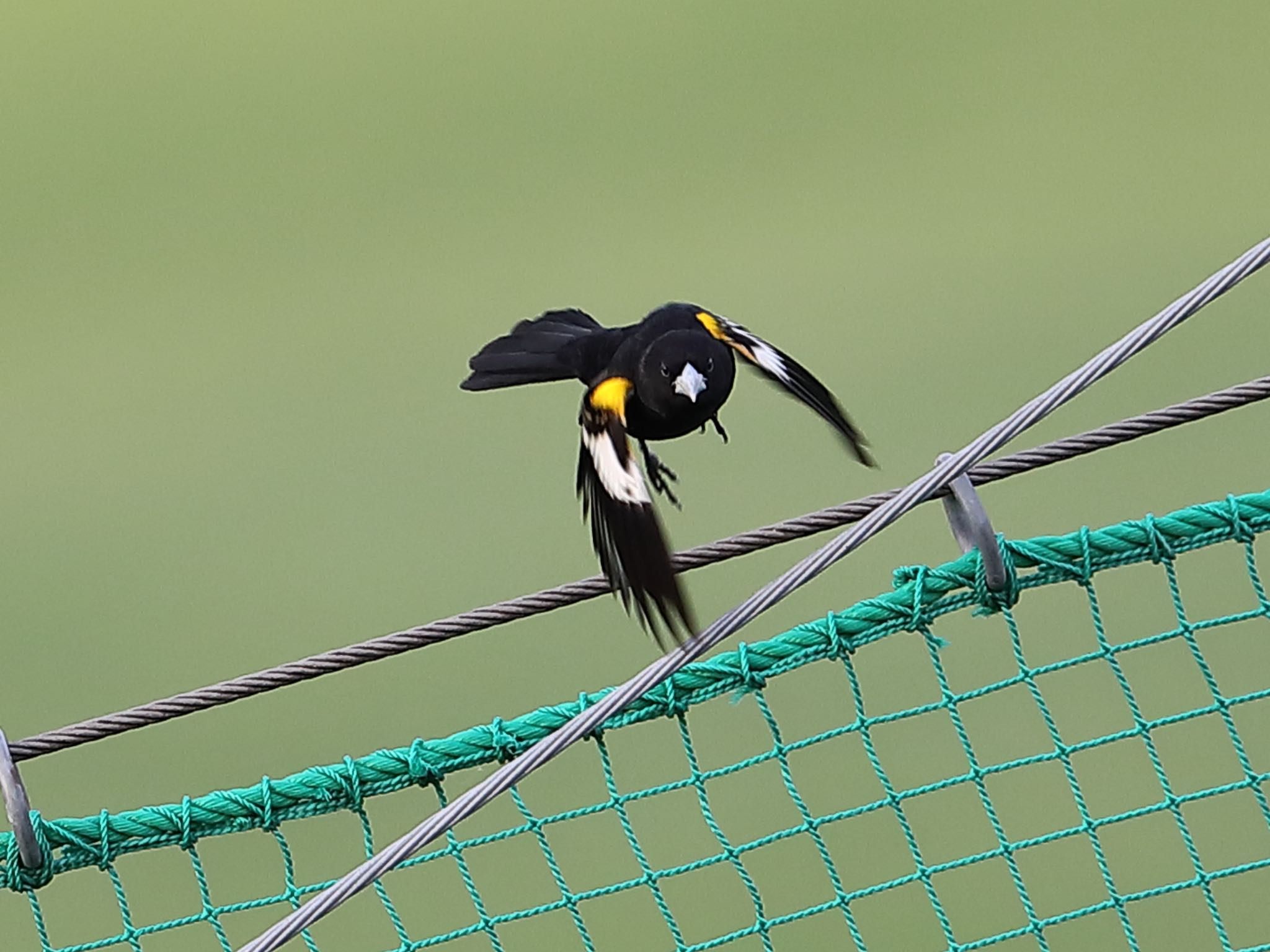 東京都板橋区 在庫から キガタホウオウの写真