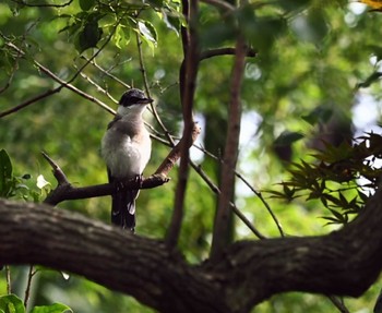 Azure-winged Magpie 横浜市 Sat, 8/20/2022