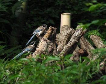 Azure-winged Magpie 横浜市 Sat, 8/20/2022