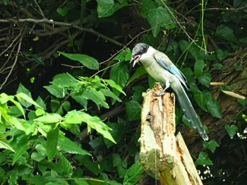 Azure-winged Magpie 横浜市 Sat, 8/20/2022