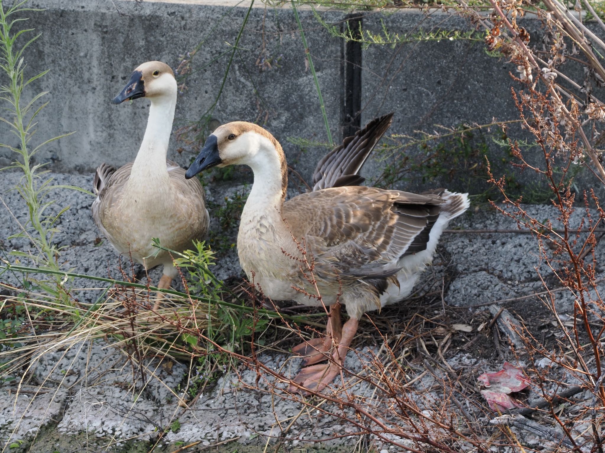 明石市 サカツラガンの写真