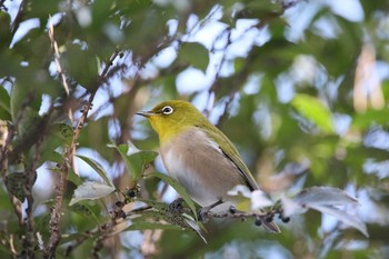 Unknown Species 名古屋牧野が池公園 Sat, 1/27/2018