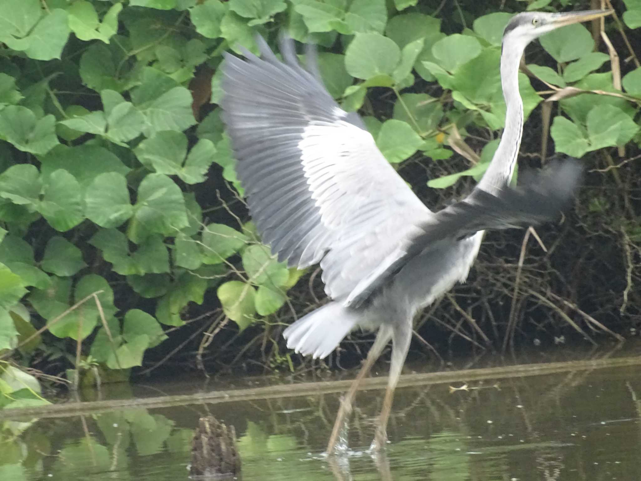 舞岡公園 アオサギの写真