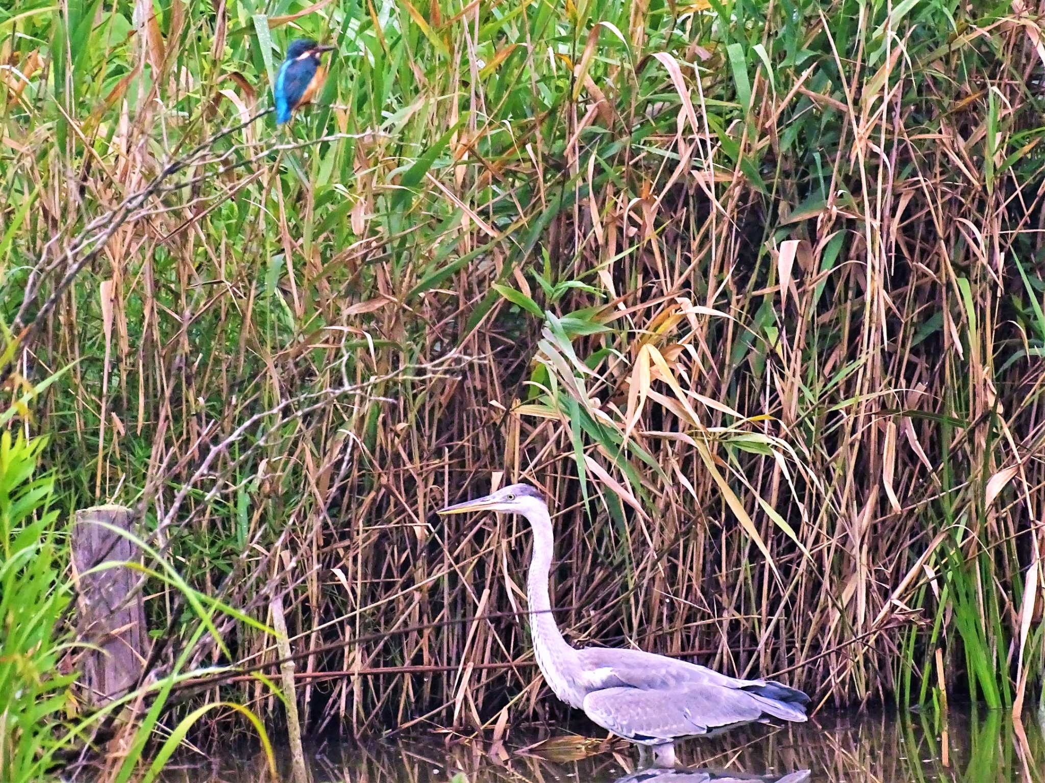 舞岡公園 カワセミの写真