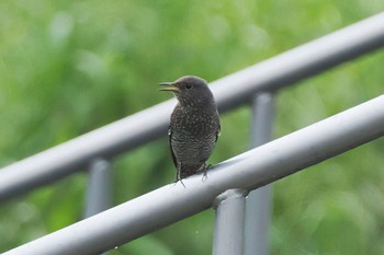 Blue Rock Thrush 多摩川調布堰 Sun, 8/21/2022