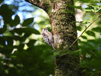 Japanese Pygmy Woodpecker 太白山自然観察の森 Sun, 7/31/2022