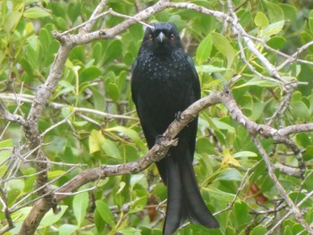 Spangled Drongo Centenary Lakes(Cairns) Thu, 8/11/2022