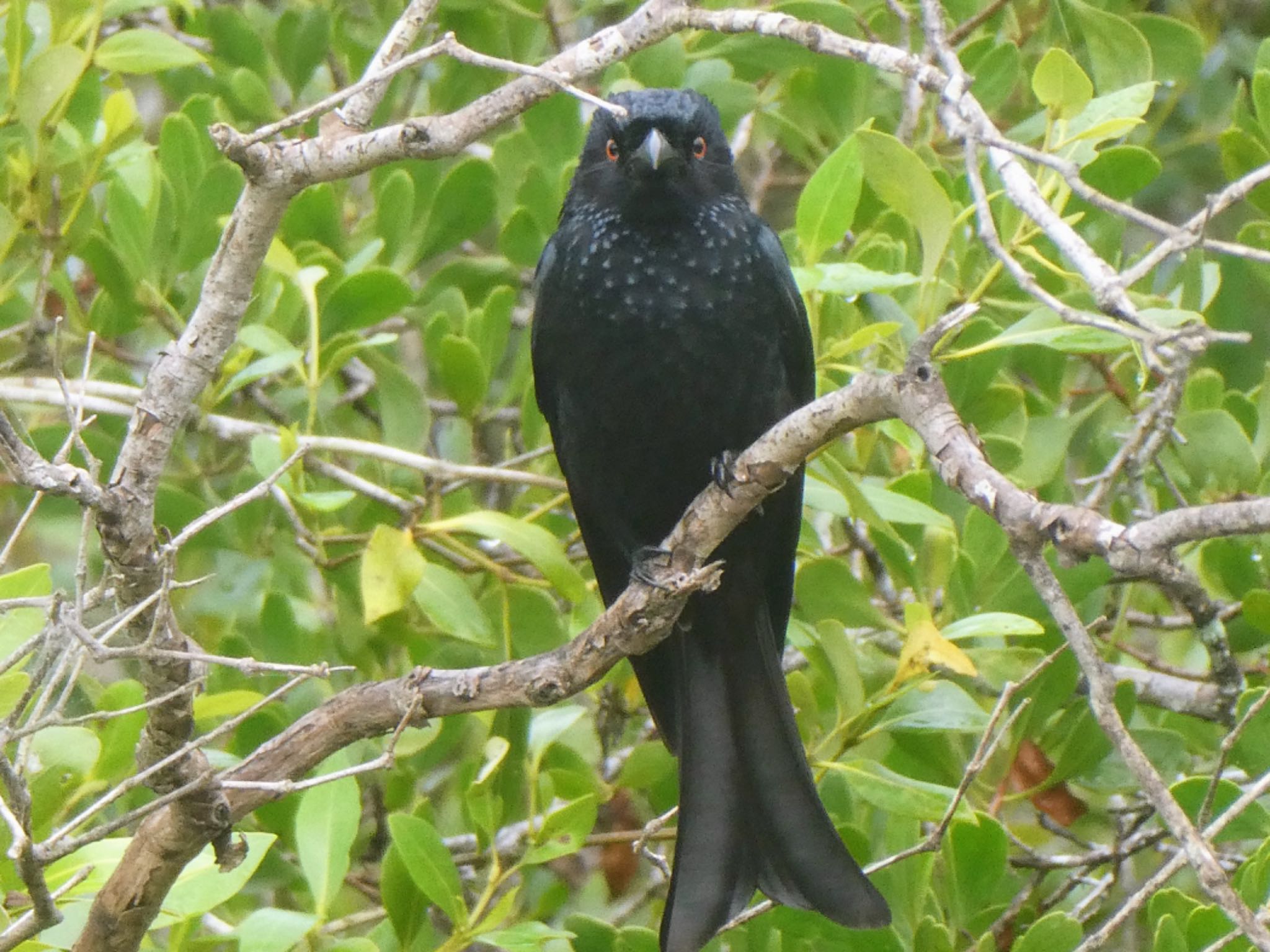 Centenary Lakes(Cairns) テリオウチュウの写真