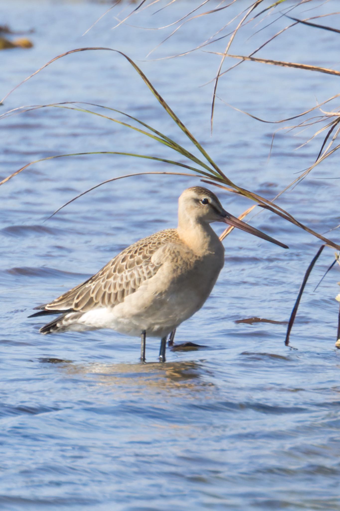 Photo of Black-tailed Godwit at 大沼(宮城県仙台市) by LeoLeoNya