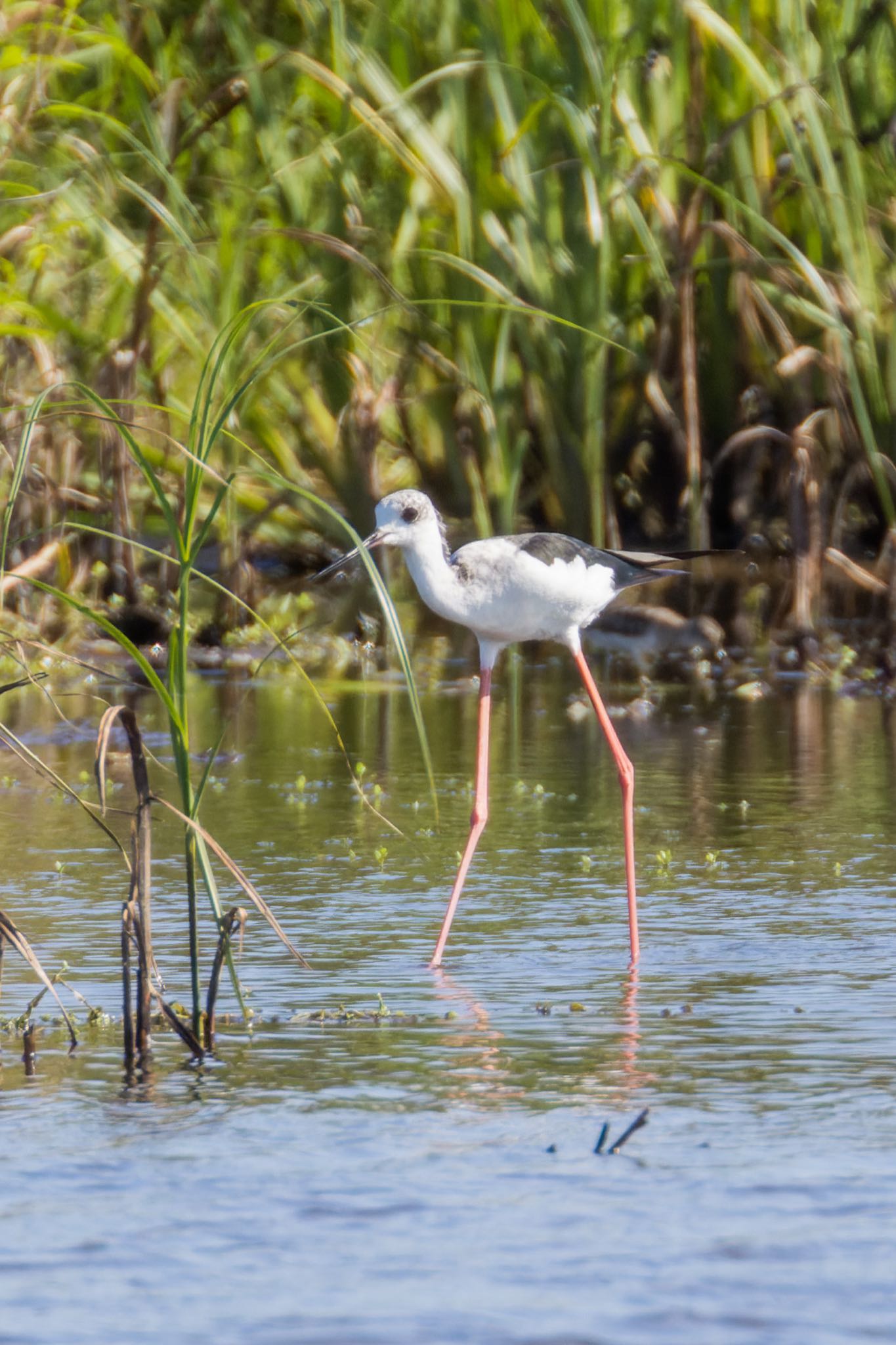 Black-winged Stilt