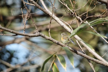 Red-flanked Bluetail 名古屋牧野が池公園 Sat, 1/27/2018