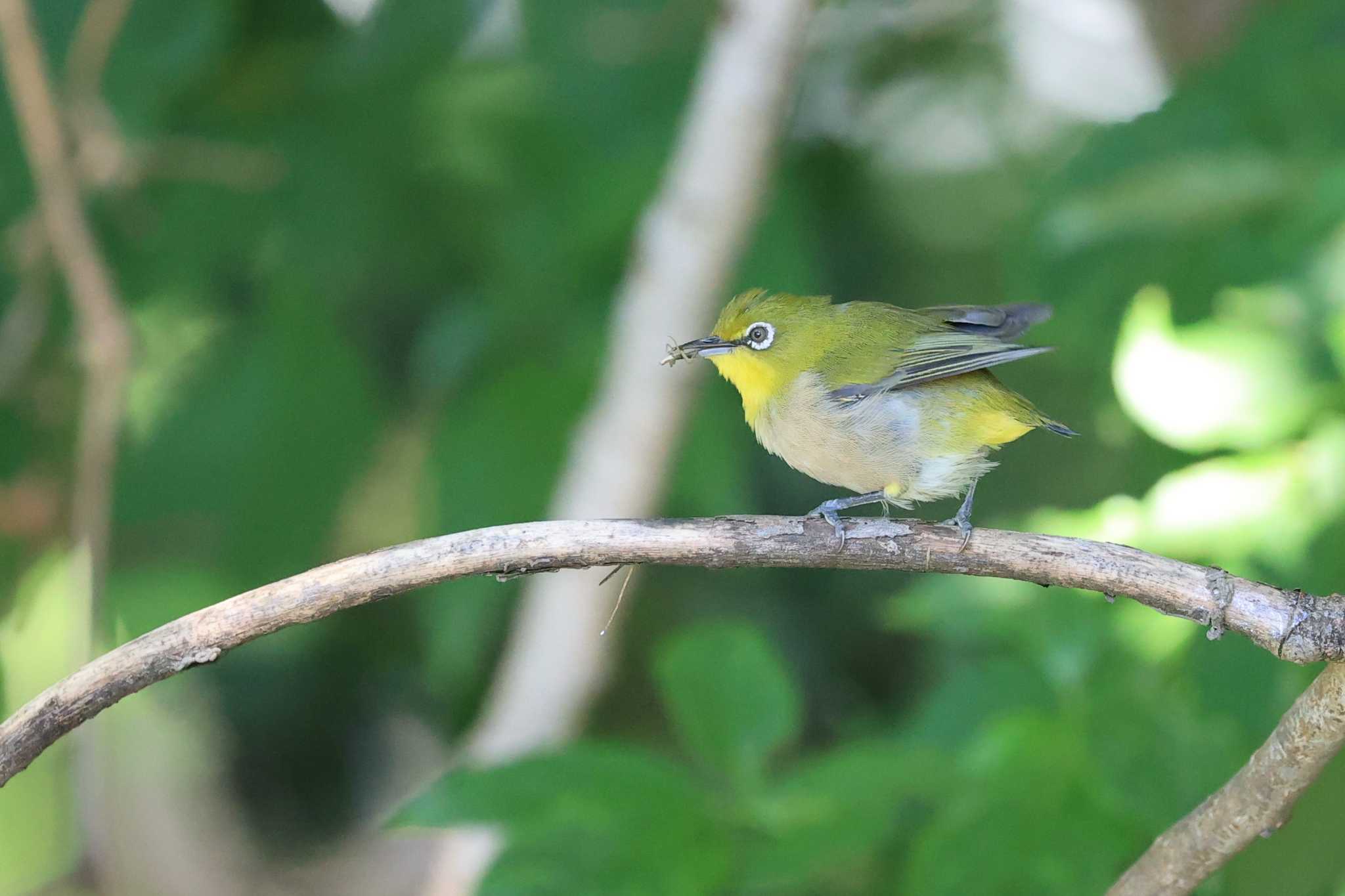 メジロ　幼鳥