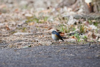 Red-flanked Bluetail 名古屋牧野が池公園 Sat, 1/27/2018