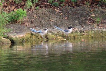 2022年8月21日(日) 都立浮間公園の野鳥観察記録