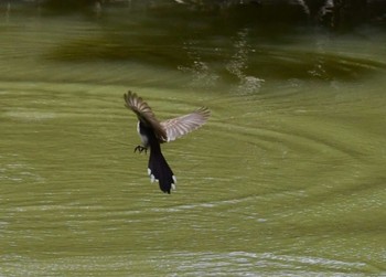 Malaysian Pied Fantail カンボジア Fri, 8/19/2022