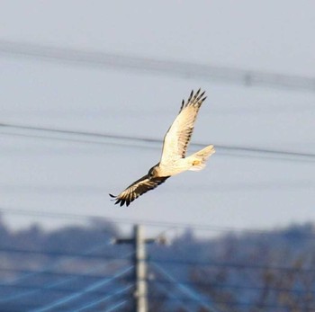 チュウヒ 稲敷市 2018年1月27日(土)