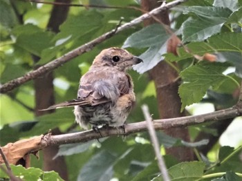 2022年8月21日(日) 多摩川二ヶ領上河原堰の野鳥観察記録