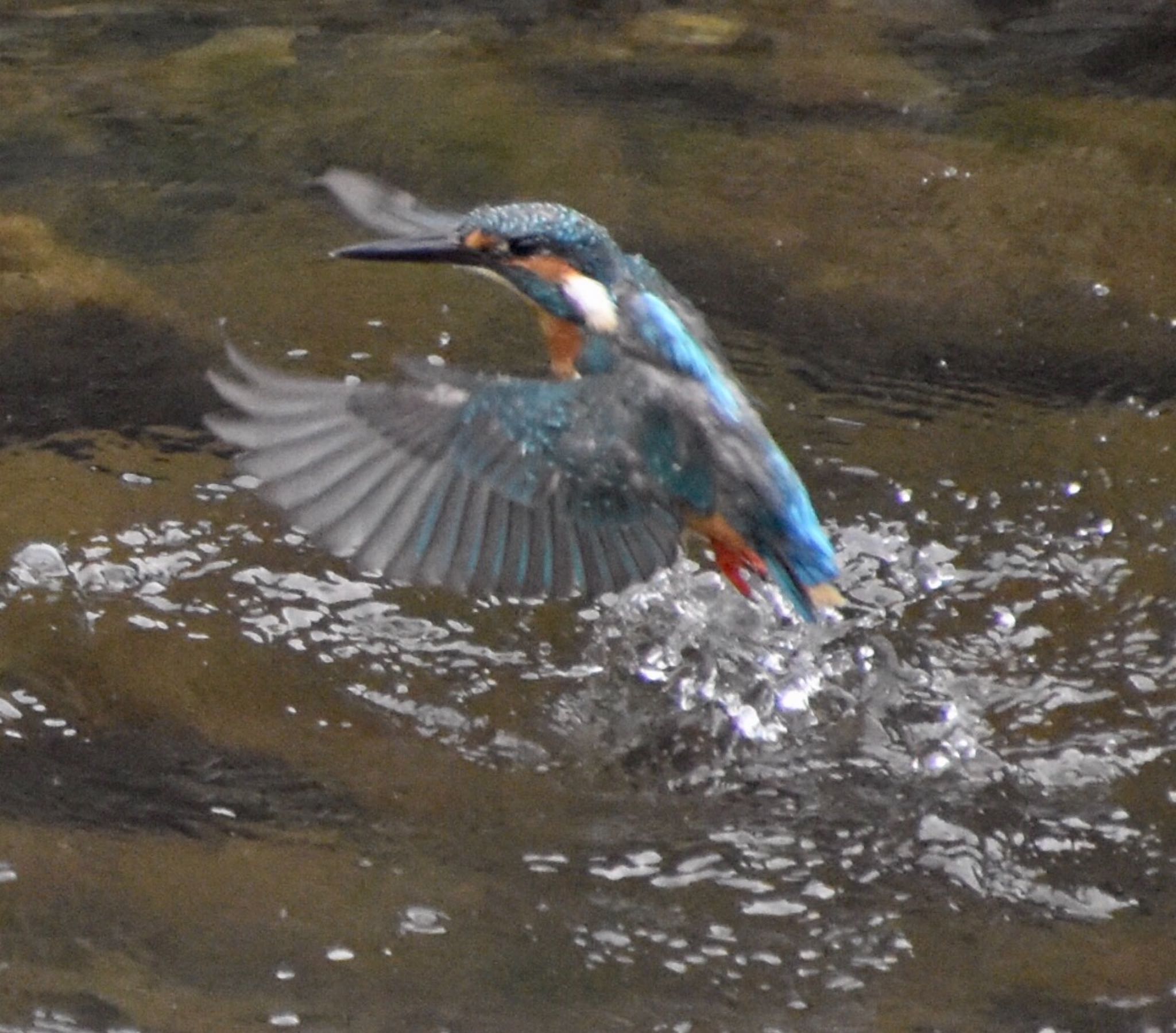 Photo of Common Kingfisher at 練馬区 by 遼太