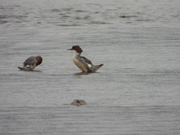 Common Merganser Suwako Lake Wed, 8/17/2022