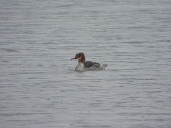 Common Merganser Suwako Lake Wed, 8/17/2022