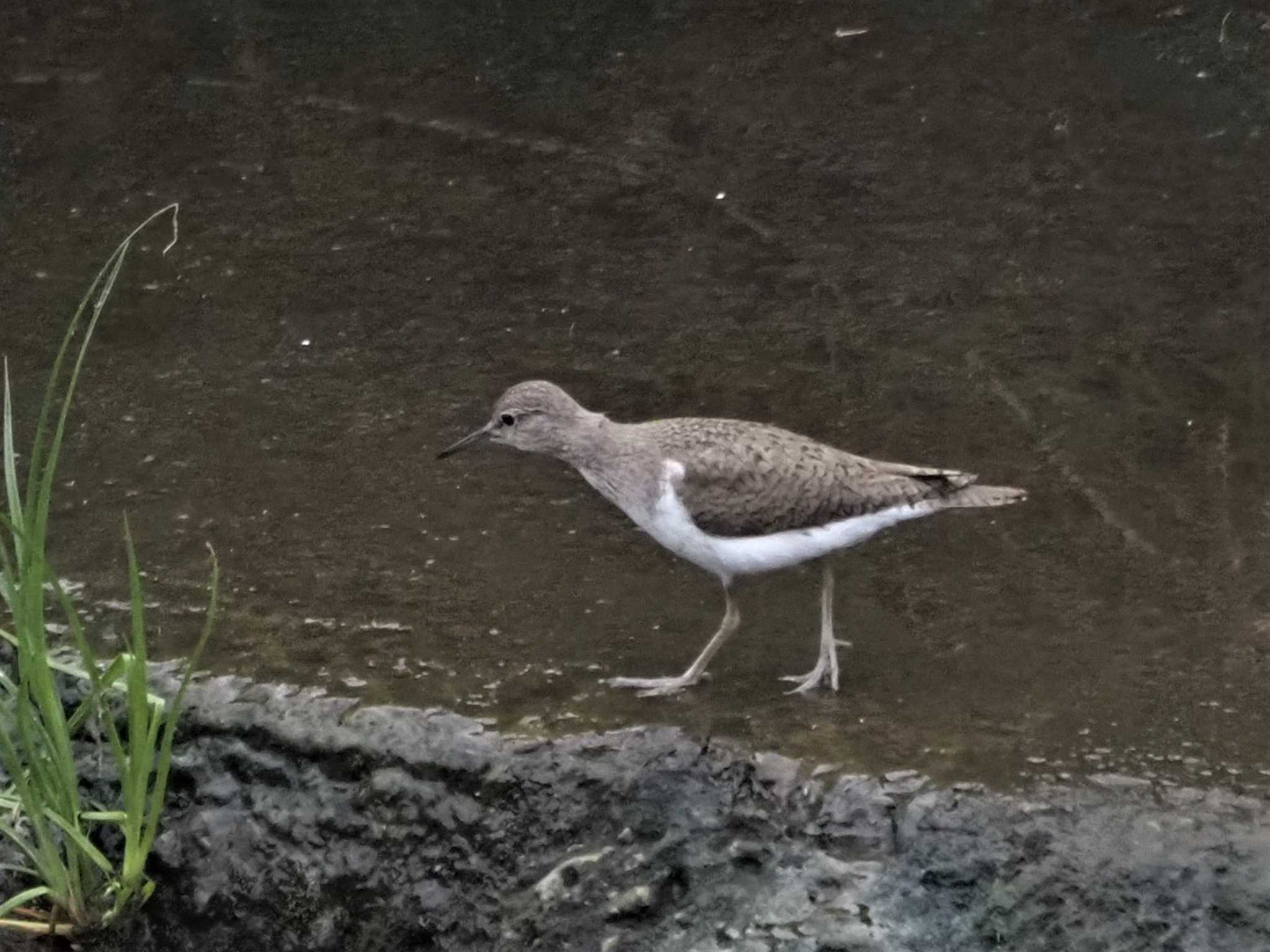 Common Sandpiper