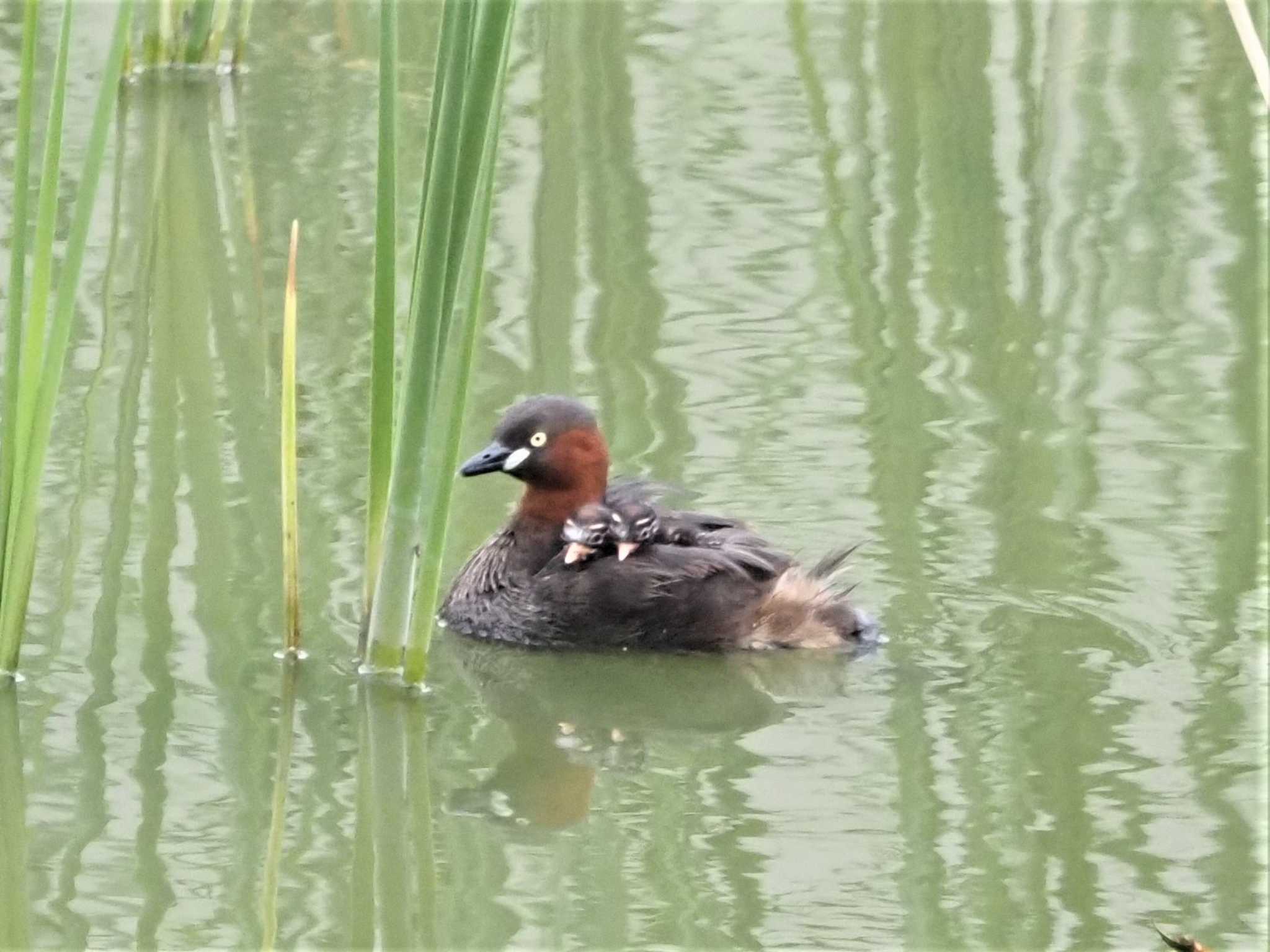 カイツブリ