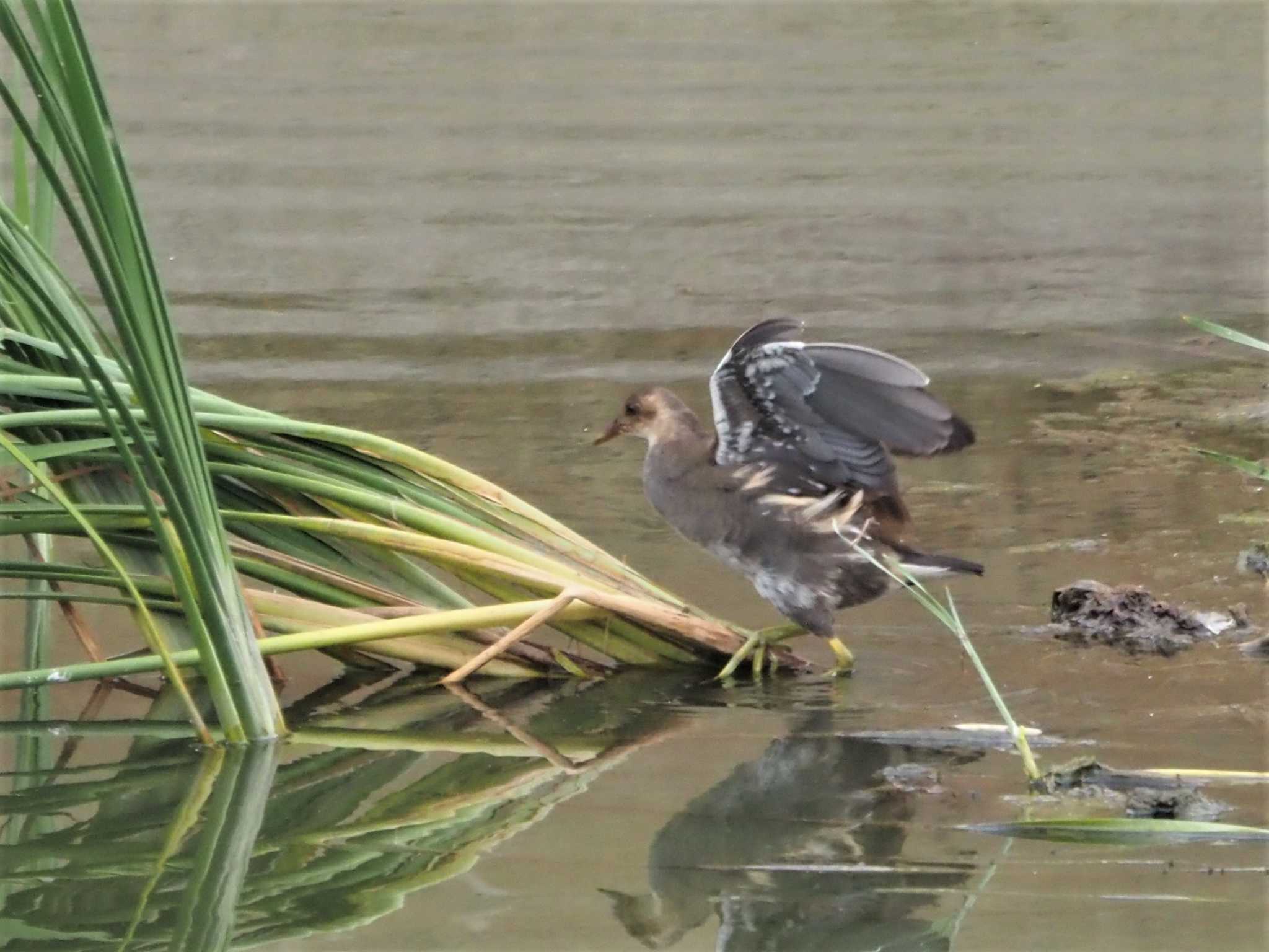 Common Moorhen