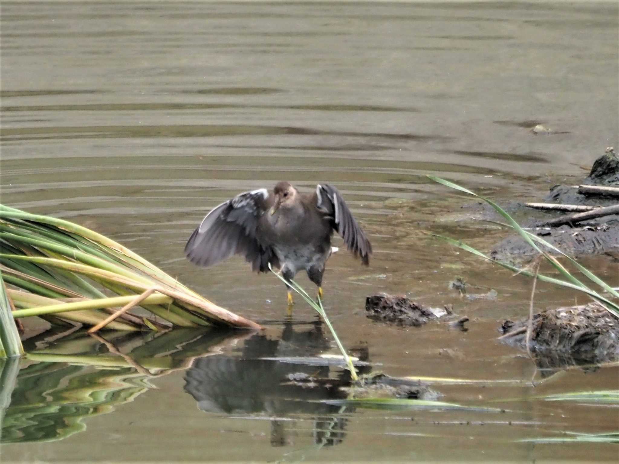 Common Moorhen