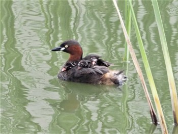 2022年8月21日(日) 金井遊水地(金井遊水池)の野鳥観察記録