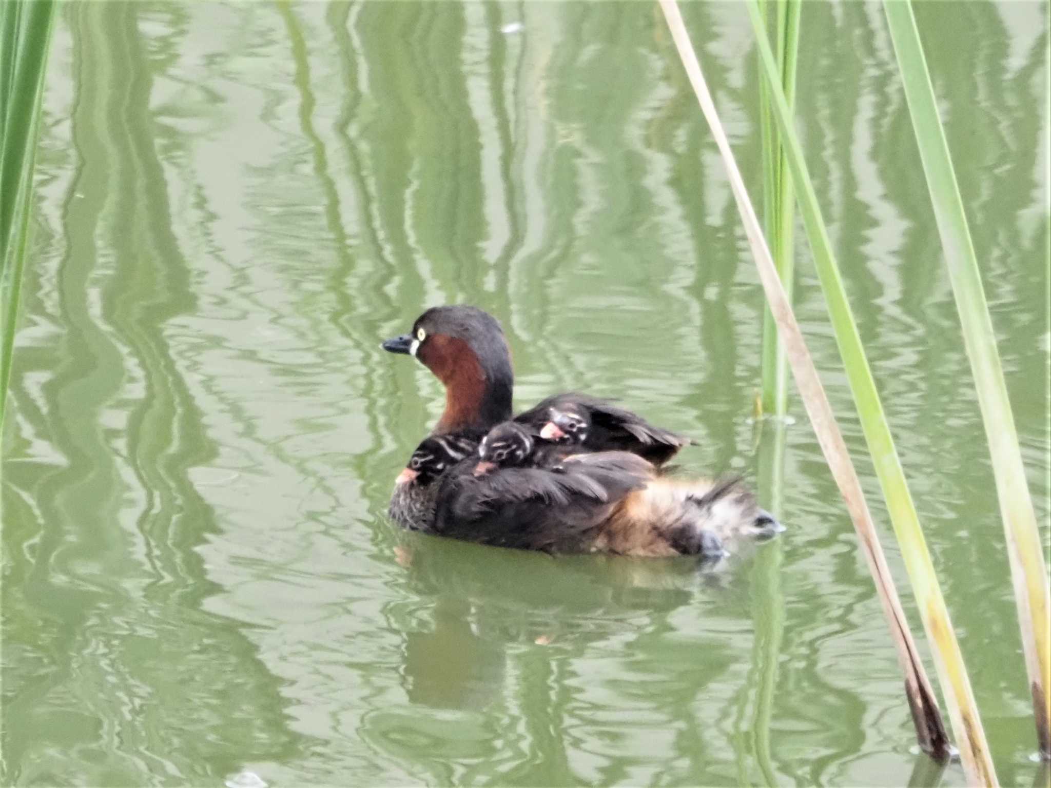 Little Grebe