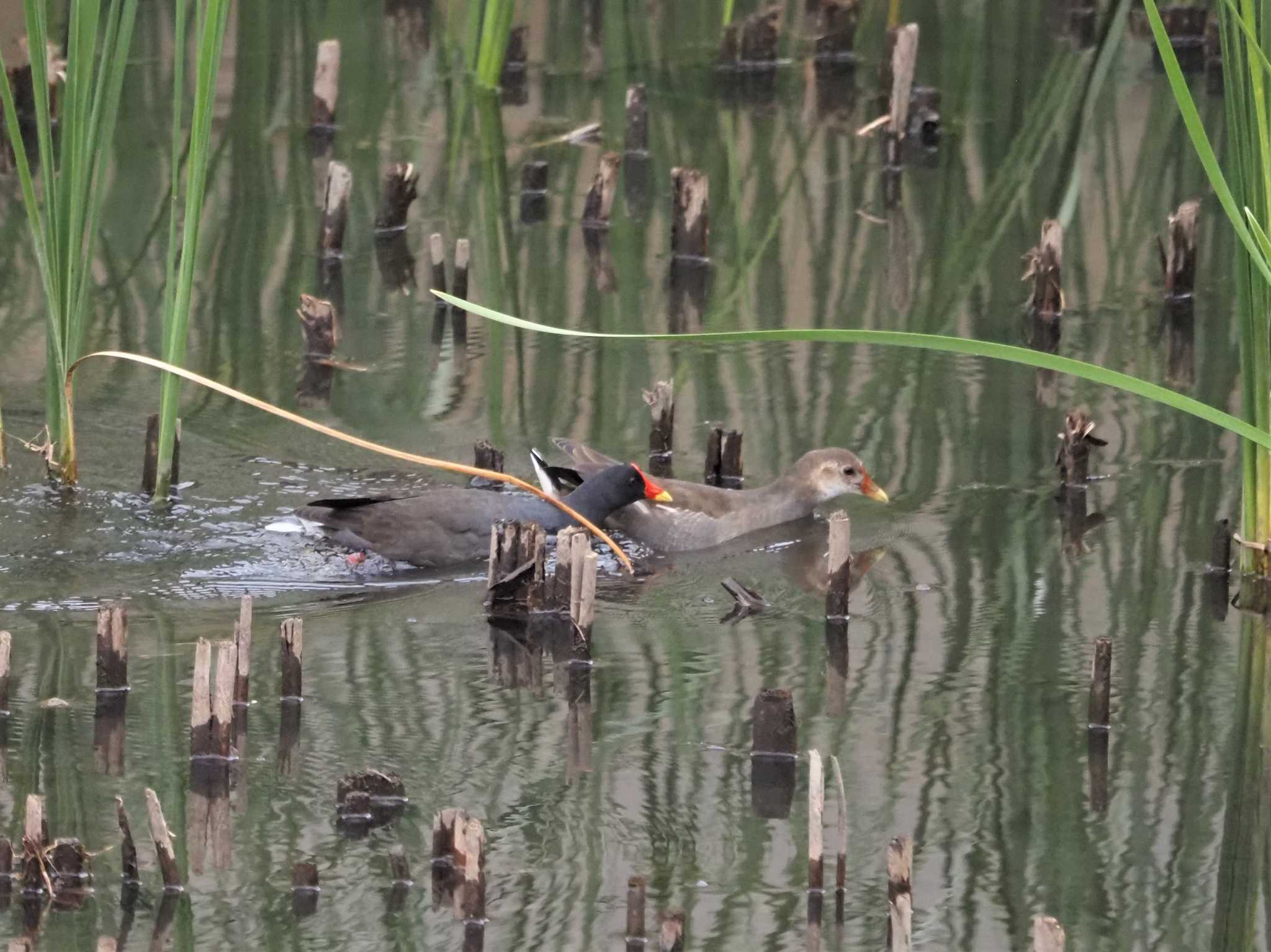 Common Moorhen