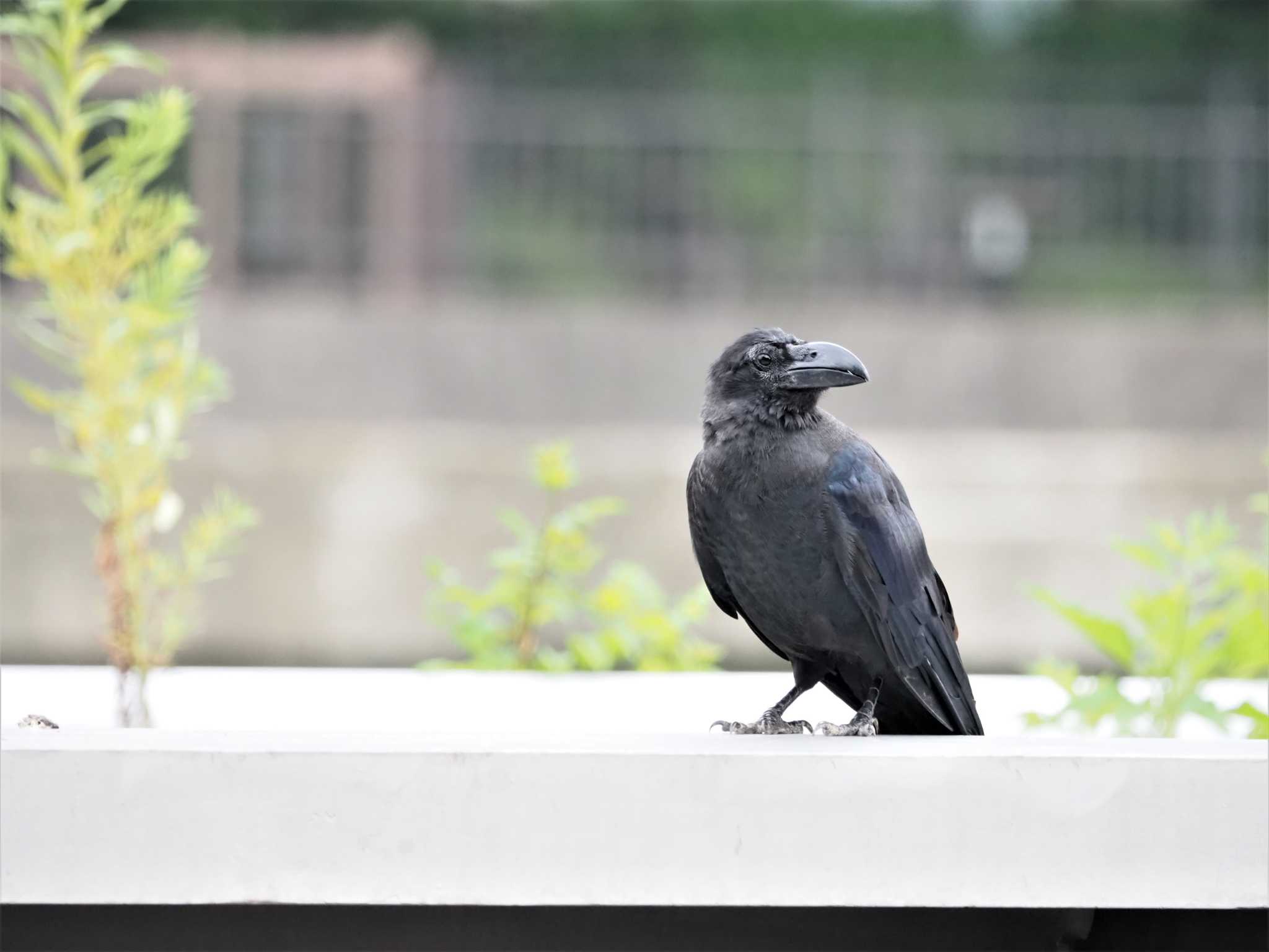 金井遊水地(金井遊水池) ハシブトガラスの写真 by ぼぼぼ