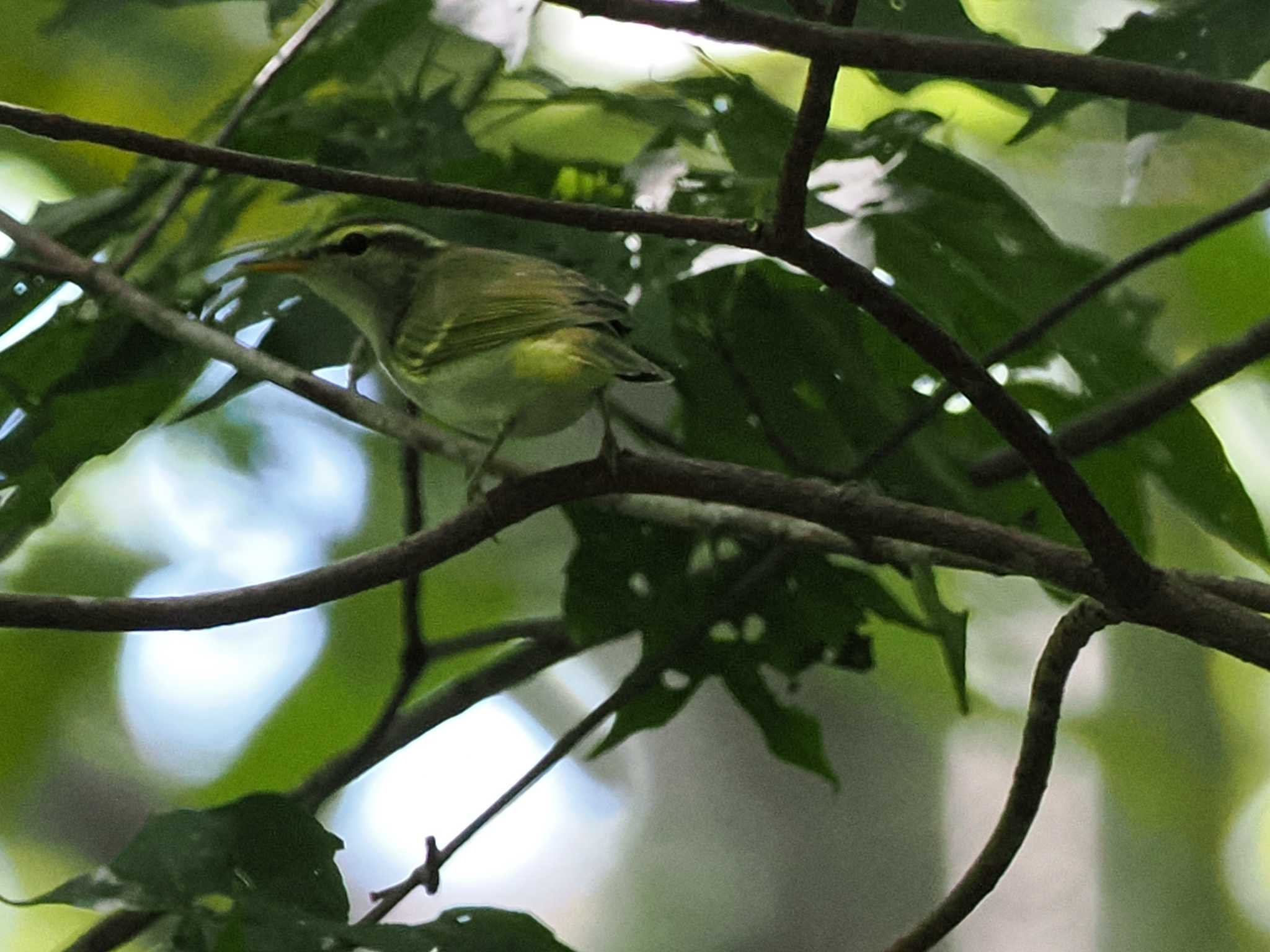 Photo of Eastern Crowned Warbler at 盤渓市民の森(札幌市中央区) by 98_Ark (98ｱｰｸ)