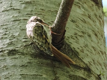 2022年8月21日(日) 盤渓市民の森(札幌市中央区)の野鳥観察記録