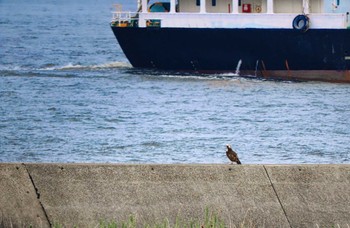 ミサゴ 大阪南港野鳥園 2022年8月20日(土)